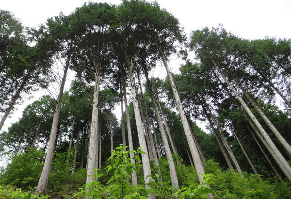 image of a Japanese Hinoki cypress trees